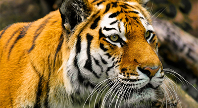 Zdjęcie ilustrujące grupę tygryski